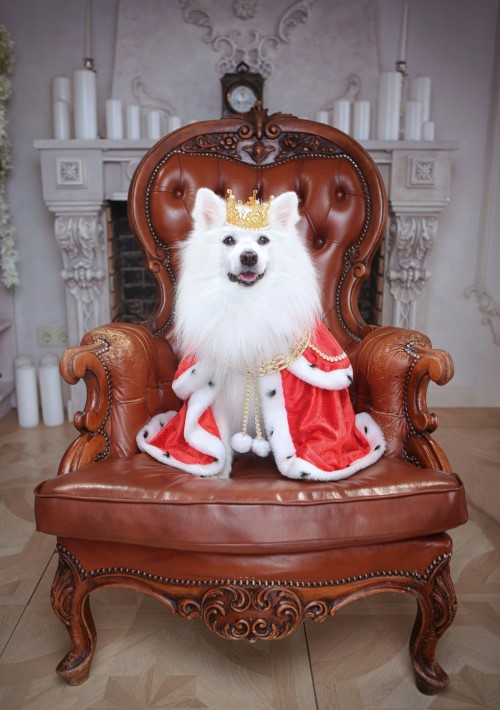 Don't forget the dog